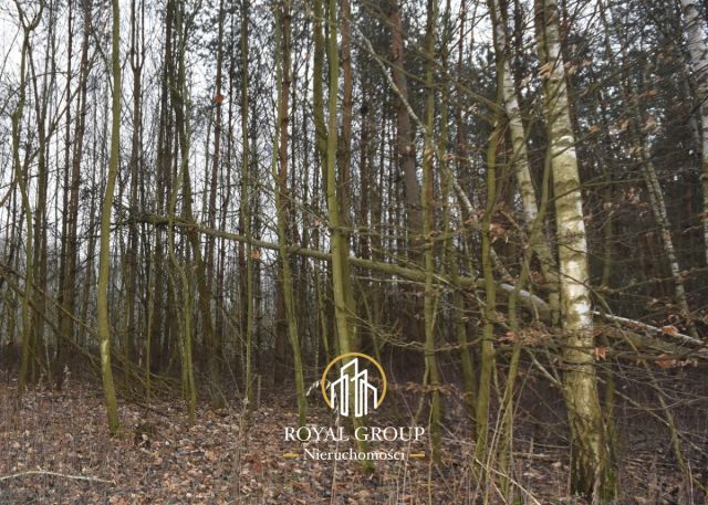 Działka leśna Jawidz Gajówka. Zdjęcie 7