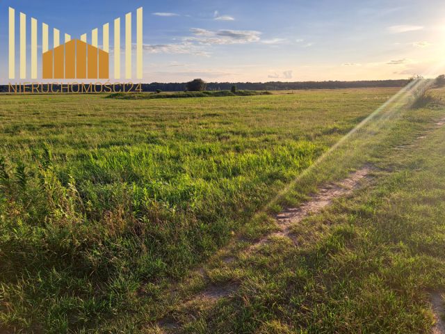 Działka rolna Borki. Zdjęcie 1