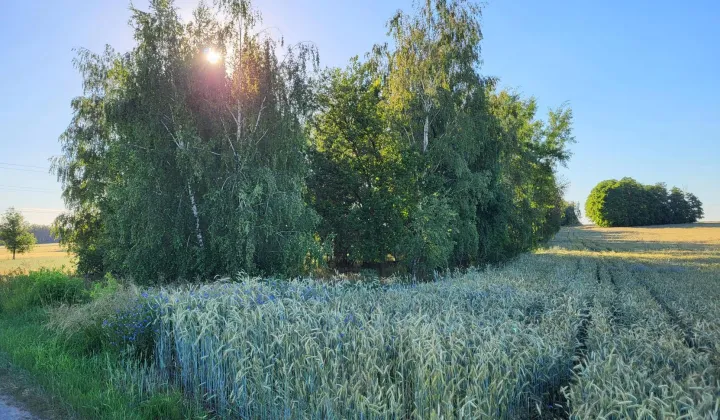 Działka budowlana Lubowidza