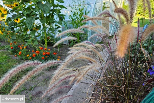 dom wolnostojący, 3 pokoje Poturzyn. Zdjęcie 19