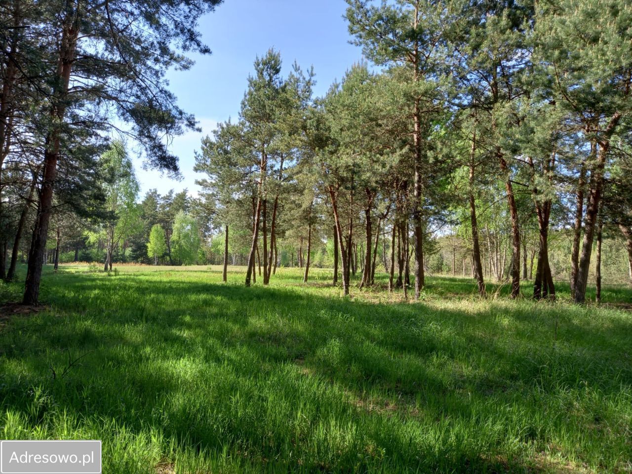 Działka budowlana Kępiaste. Zdjęcie 8