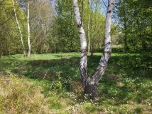 Działka rolno-budowlana Olbrachtów. Zdjęcie 1