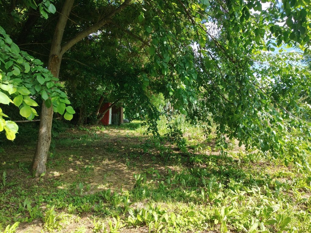 Działka rod Dęblin, ul. Spacerowa. Zdjęcie 3