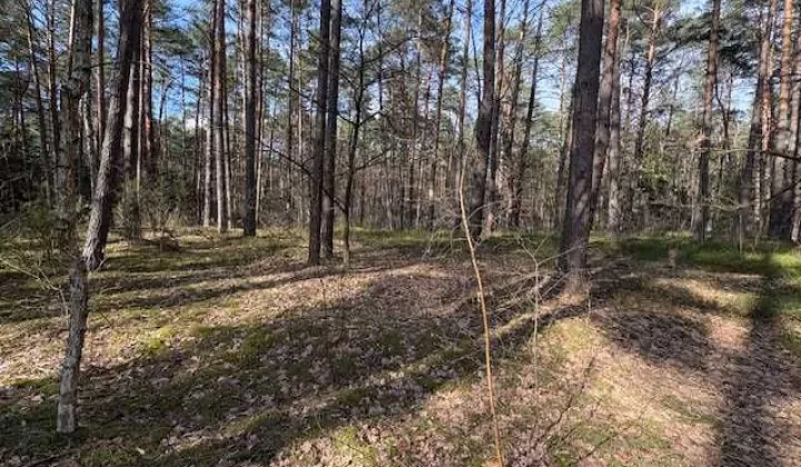 Działka leśna Osiedle Wilga, ul. Jodłowa