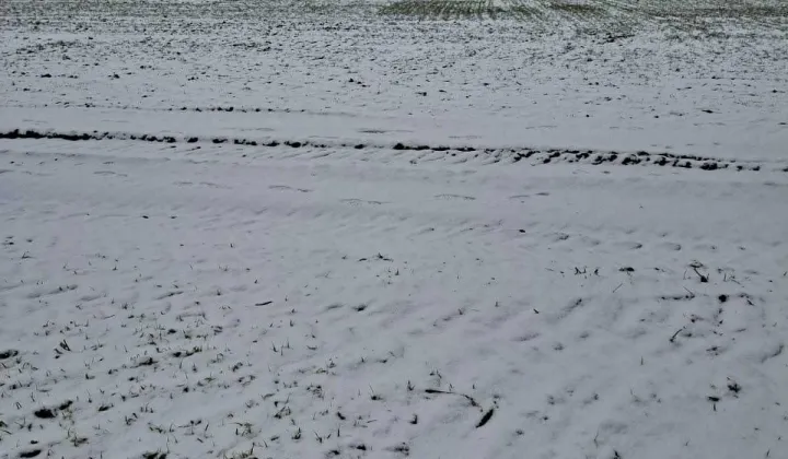 Działka budowlana Daszewice