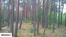 Działka leśna Pojawie. Zdjęcie 4