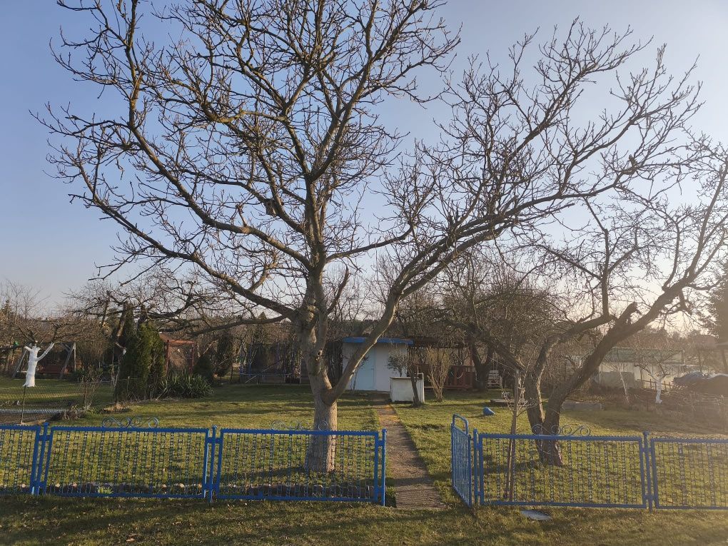 Działka rod Żary. Zdjęcie 3