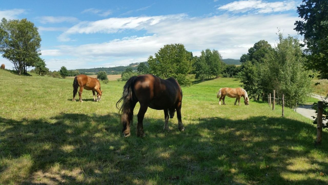 Działka budowlana Jaszkowa Górna. Zdjęcie 5