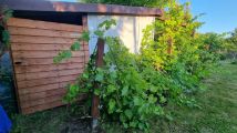 Działka rod Płońsk, ul. Grunwaldzka. Zdjęcie 4