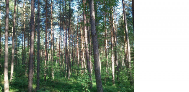 Działka leśna Suliszów. Zdjęcie 1