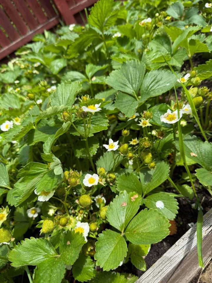 Mieszkanie 3-pokojowe Ludwikowice Kłodzkie. Zdjęcie 7