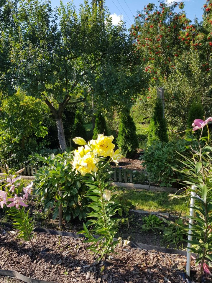 Działka rod Poniatowa. Zdjęcie 7