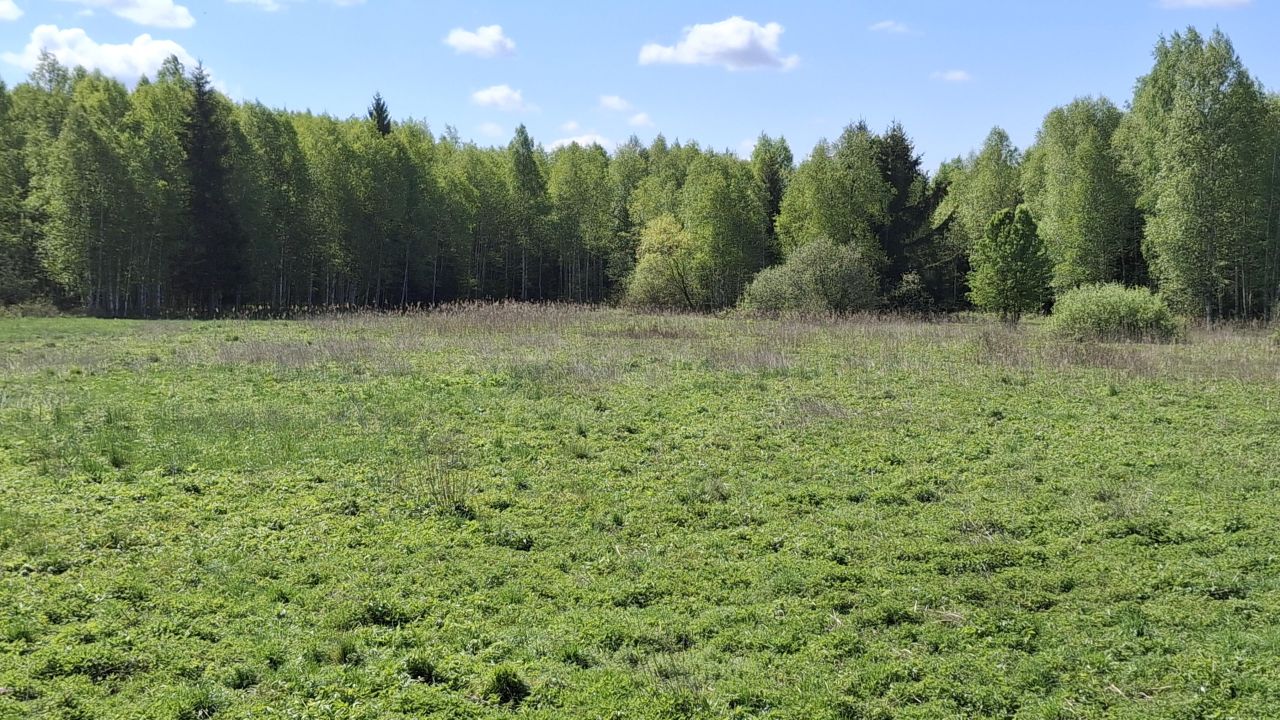 Działka leśna Lipina. Zdjęcie 2