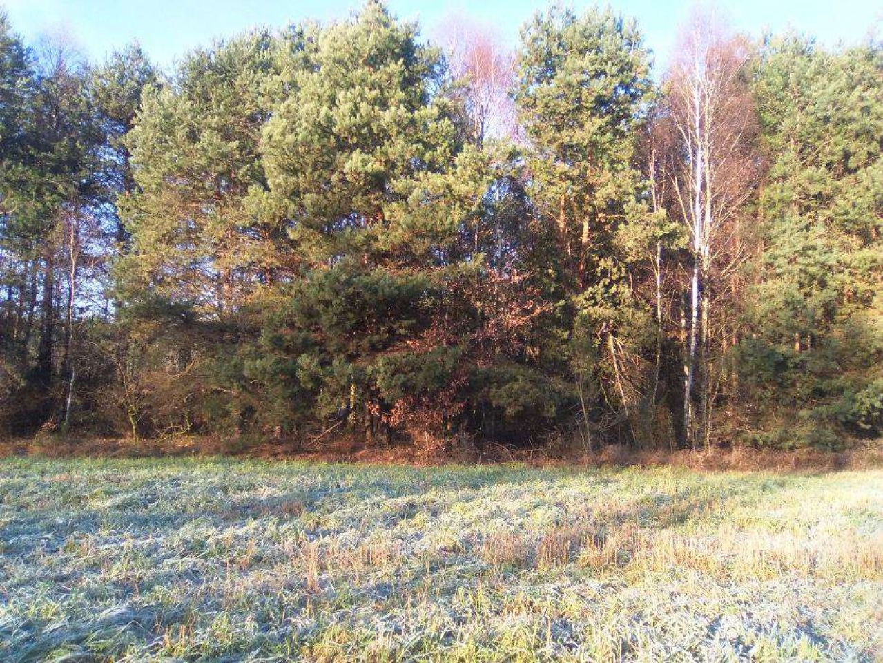 Działka leśna Kozenin. Zdjęcie 2