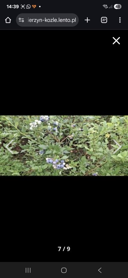 Działka rod Kędzierzyn-Koźle Kuźniczka, al. Spokojna. Zdjęcie 3