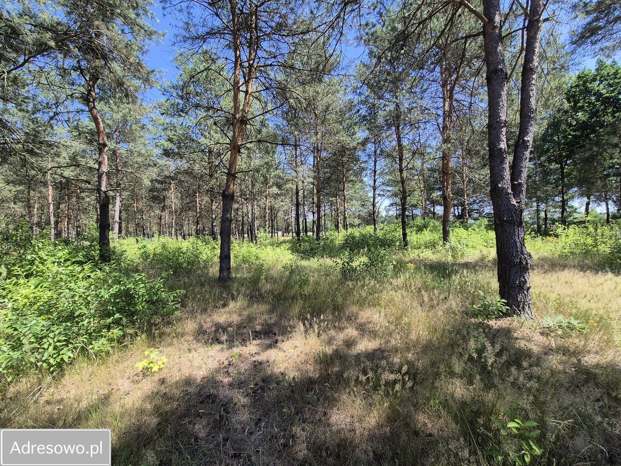 Działka rolno-budowlana Brzóza, ul. Mazury. Zdjęcie 1
