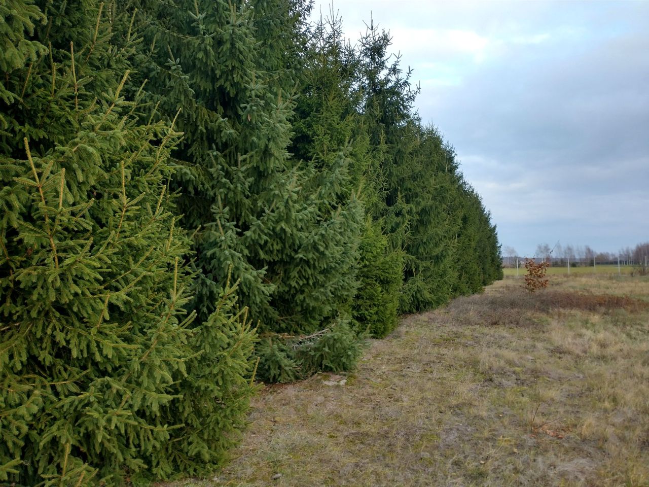 Działka rolna Ługi. Zdjęcie 11