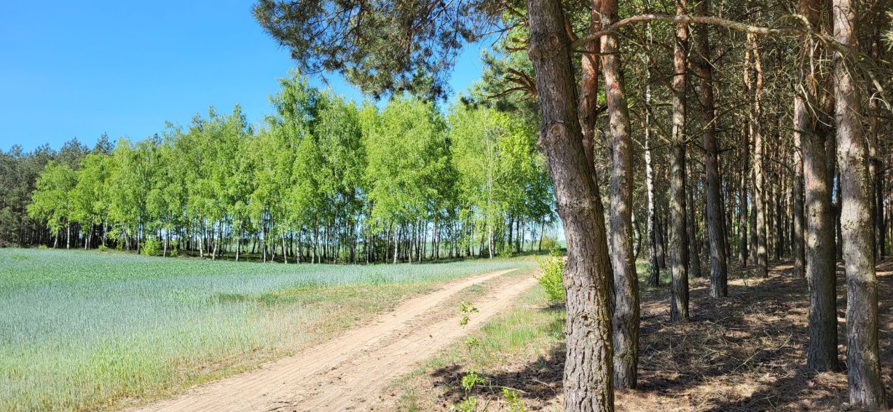 Działka Okalewko. Zdjęcie 3