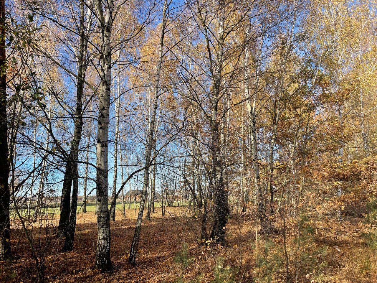 Działka budowlana Iwowe. Zdjęcie 12