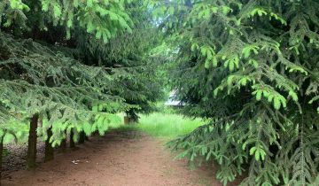 Działka siedliskowa Guzówka