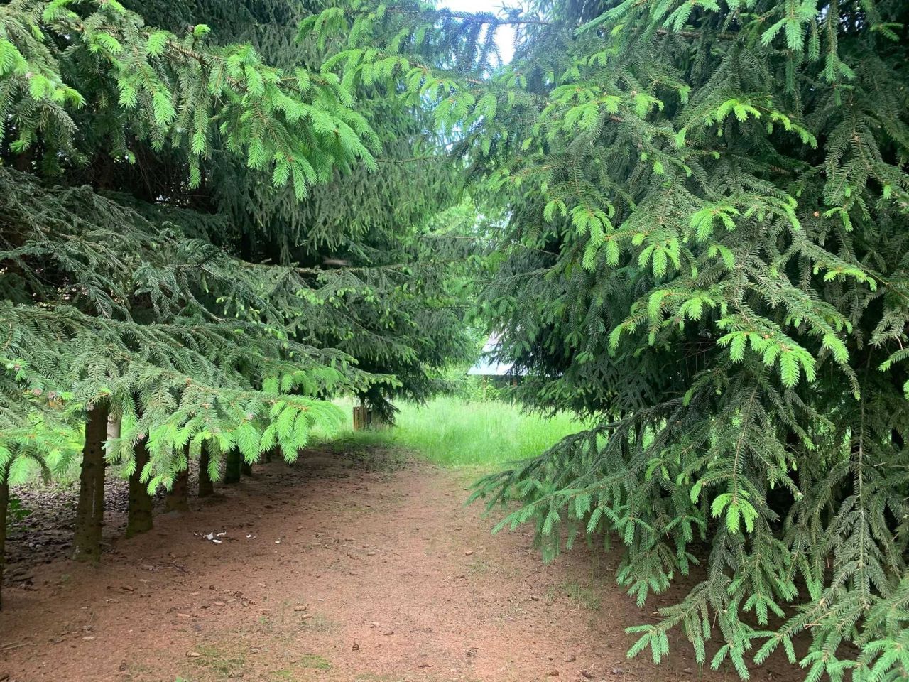 Działka siedliskowa Guzówka. Zdjęcie 2