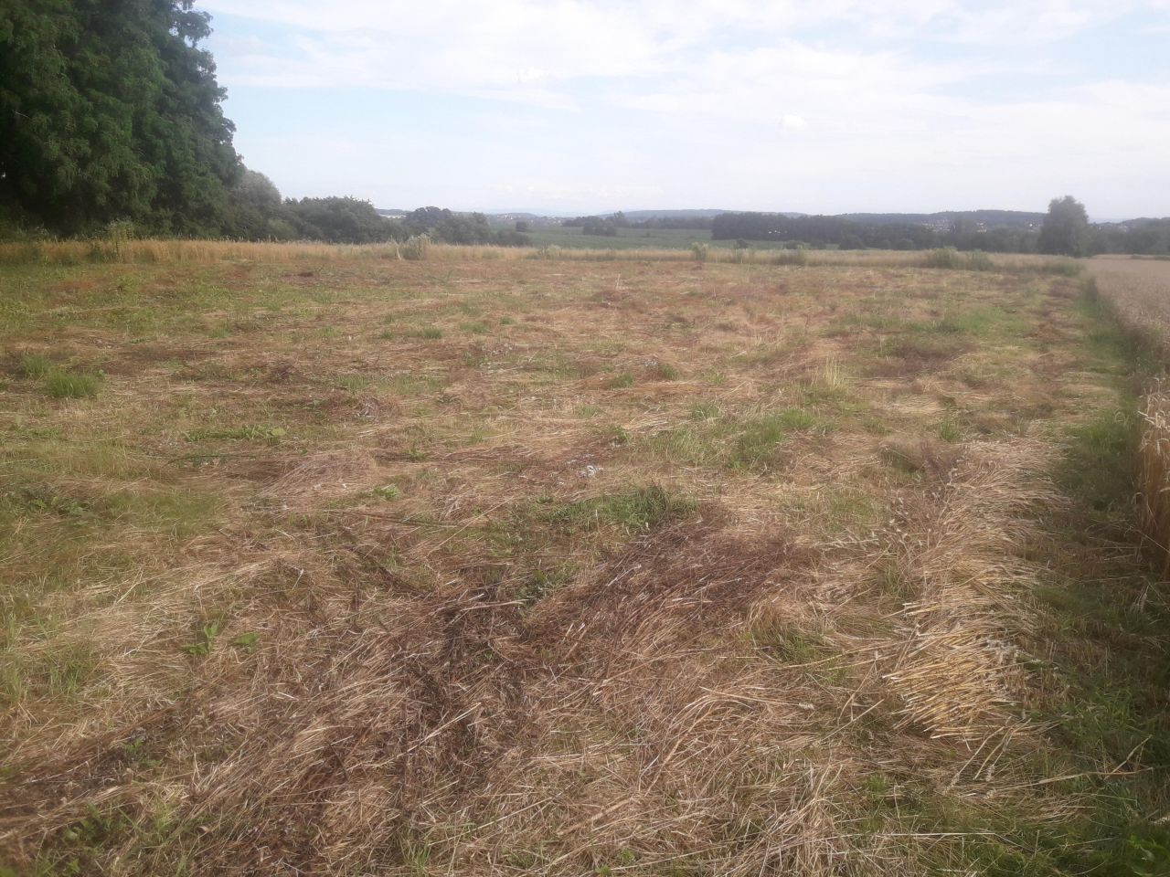 Działka siedliskowa Bolechowice Skotnica, ul. Siedliski. Zdjęcie 5