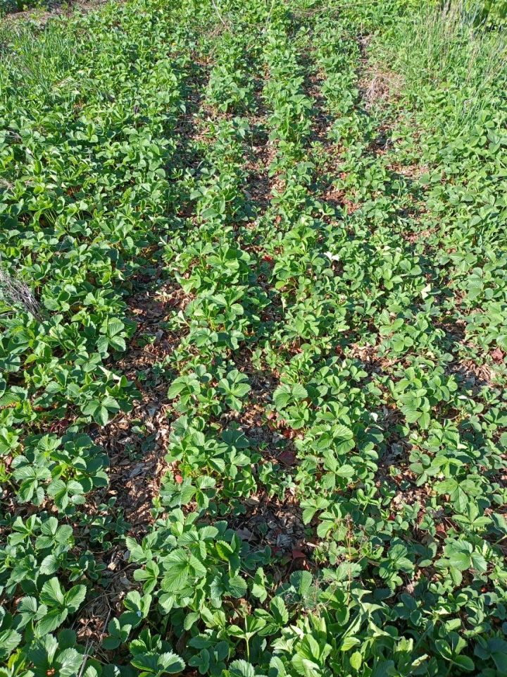 Działka rod Opoczno, ul. Kuligowska. Zdjęcie 5