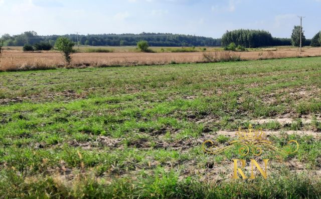 Działka rolna Rudno. Zdjęcie 6