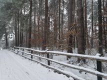 Działka leśna Borek Kamienny. Zdjęcie 3