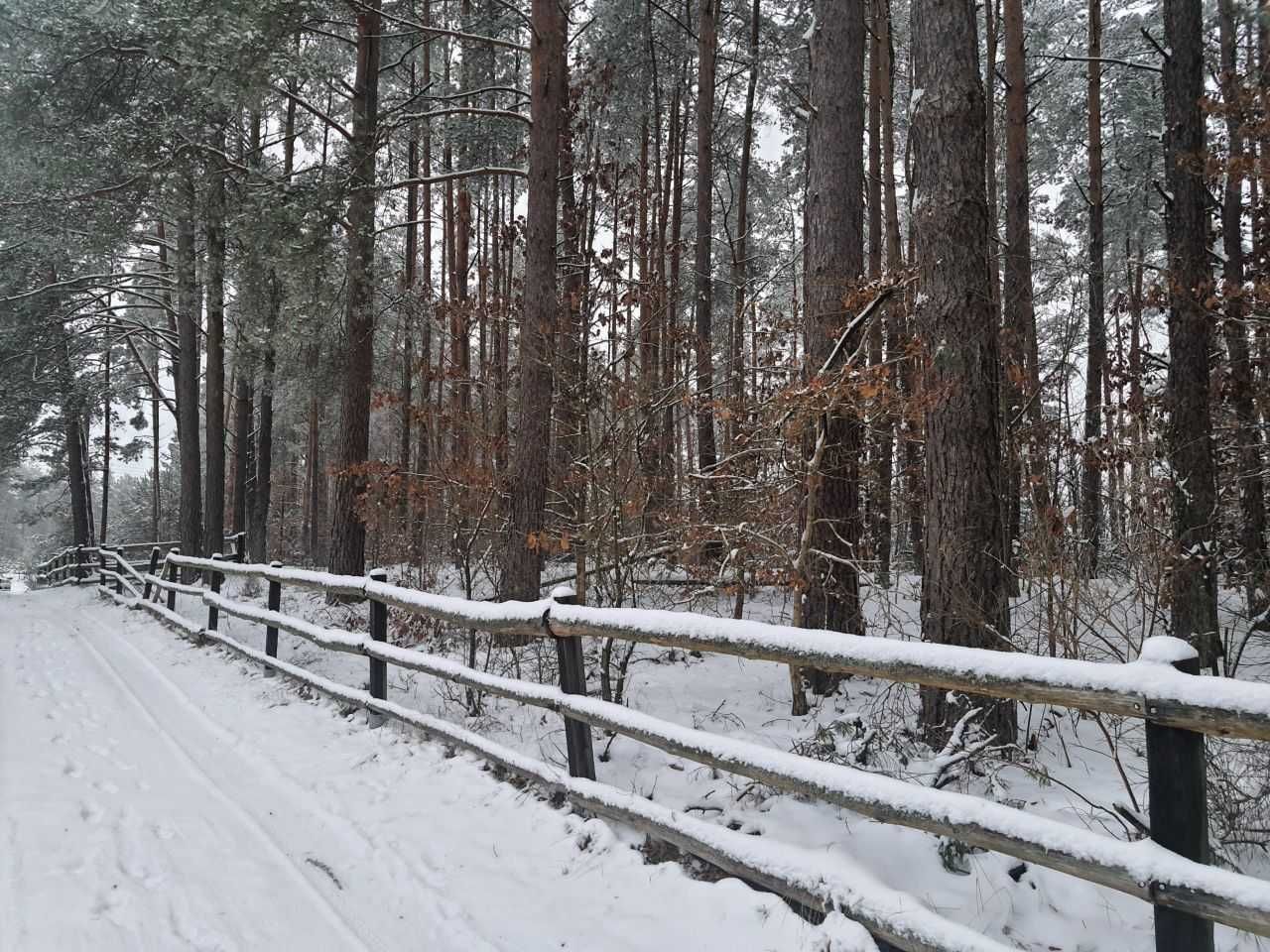 Działka leśna Borek Kamienny. Zdjęcie 4
