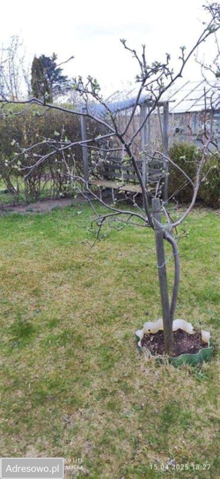 Działka rod Gdynia Babie Doły, ul. Zielona. Zdjęcie 5