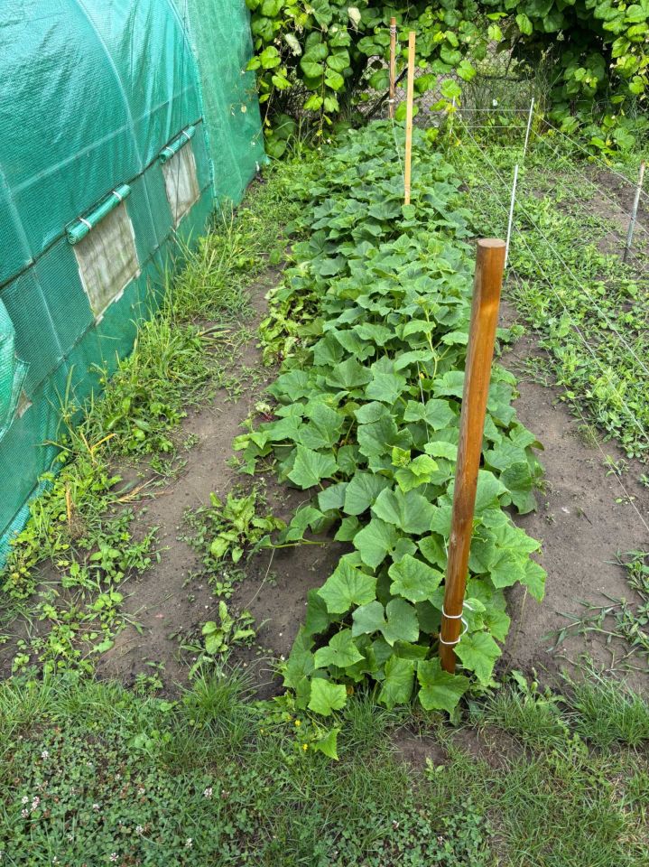 Działka rod Szczecin Skolwin. Zdjęcie 2