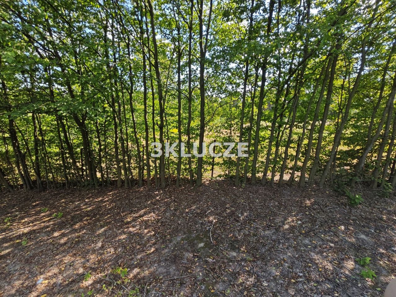 Działka budowlana Dąbrowica. Zdjęcie 5