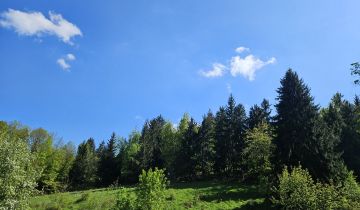 Działka leśna Żdanów