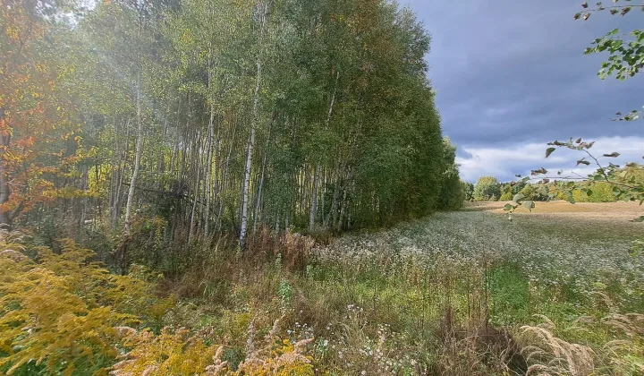 Działka siedliskowa Sędek