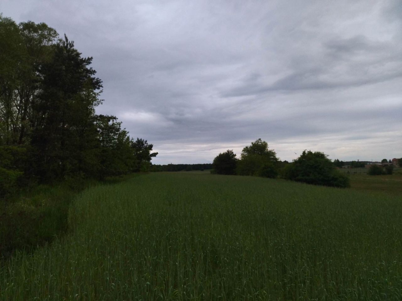 Działka budowlana Świerczyna. Zdjęcie 8