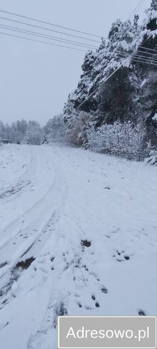 Działka rolna Lisewo. Zdjęcie 7