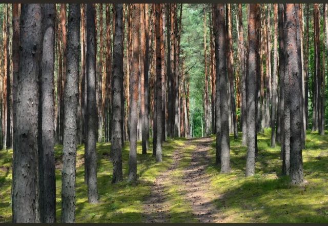 Działka leśna Rębieskie-Kolonia. Zdjęcie 1