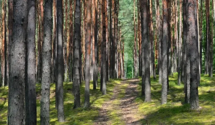 Działka leśna Rębieskie-Kolonia
