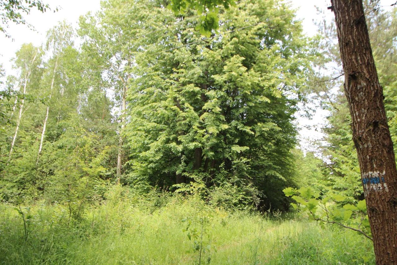 Działka rolna Gójszcz. Zdjęcie 3