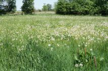 Działka rolno-budowlana Jezioro. Zdjęcie 3