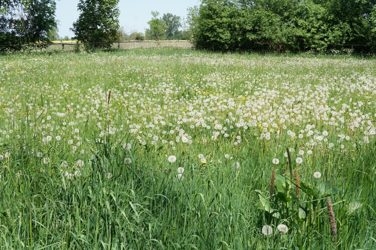 Działka rolno-budowlana Jezioro. Zdjęcie 4