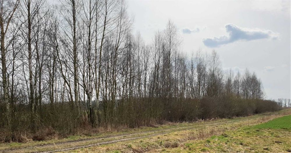 Działka rekreacyjna Zgórze. Zdjęcie 3