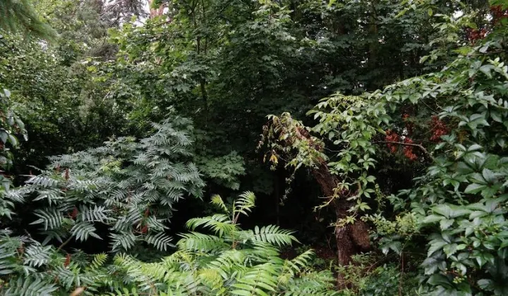 Działka budowlana Przeźmierowo, ul. Sadowa