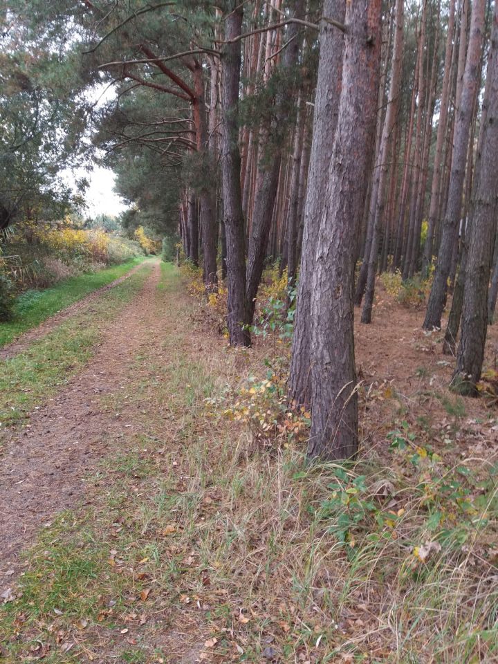 Działka leśna Józefina Murowaniec. Zdjęcie 4