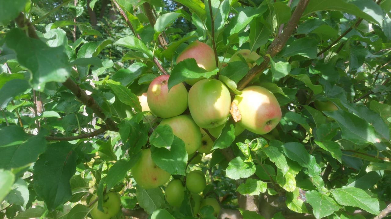 Działka rod Żary, ul. Pszenna. Zdjęcie 11