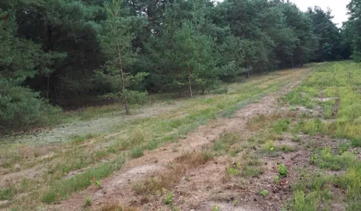 Działka budowlana Rosocha-Kolonia