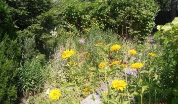 Działka rod Łódź Retkinia, ul. Franciszka Plocka