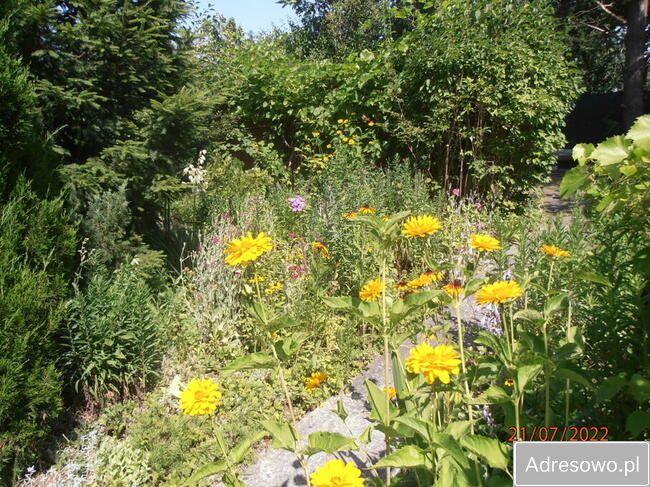 Działka rod Łódź Retkinia, ul. Franciszka Plocka. Zdjęcie 2