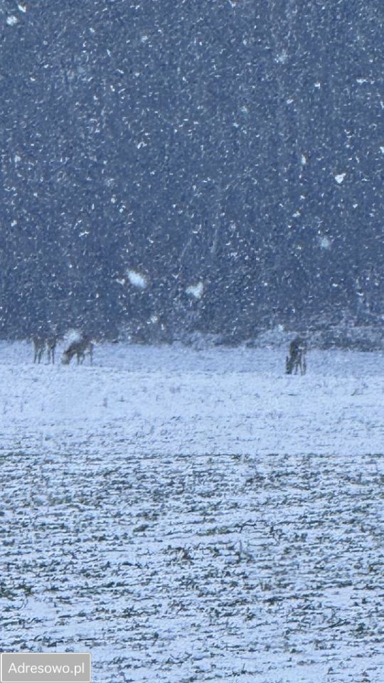 Działka budowlana Ostromecko. Zdjęcie 3